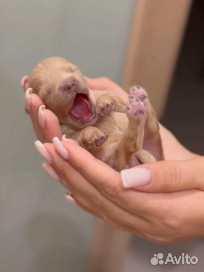 Мальтипу мини Maltipoo mini F1