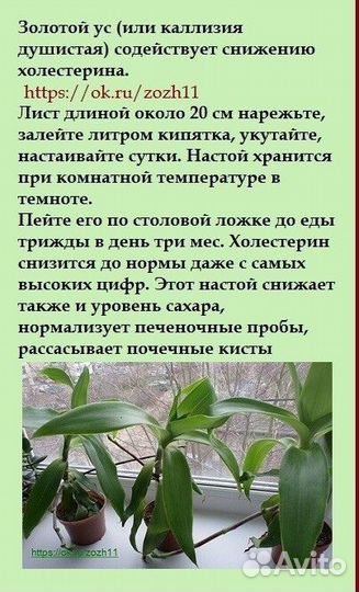 Золотой Ус
