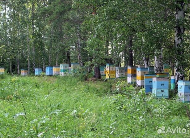 Мед 2024 года из Алтая опт