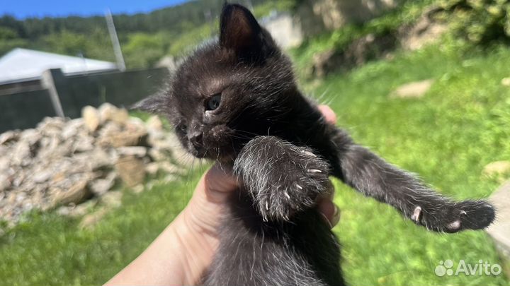 Котята в добрые руки даром