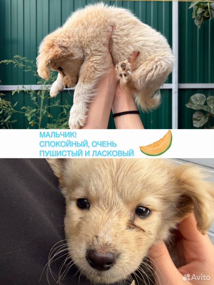 Щенок в добрые руки, Воронеж