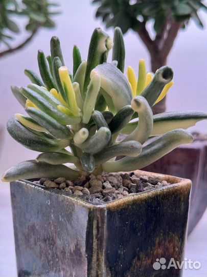 Крассула Леголас