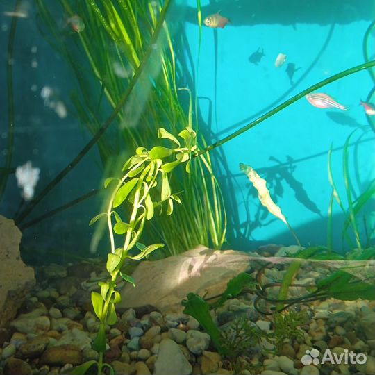 Аквариумные рыбки