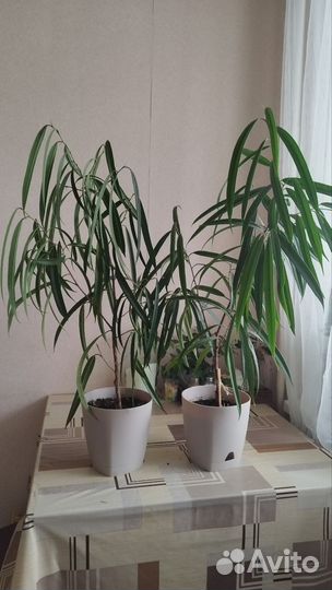 Комнатные цветы. Фикус Ивовидный