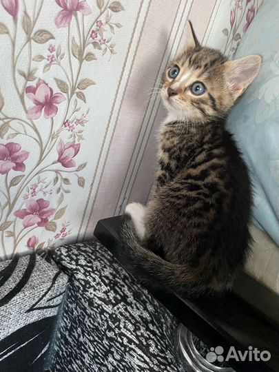Бенгальские котята