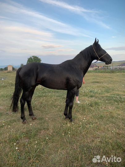 Карачаевский жеребец