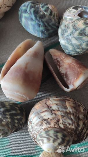 Морские ракушки