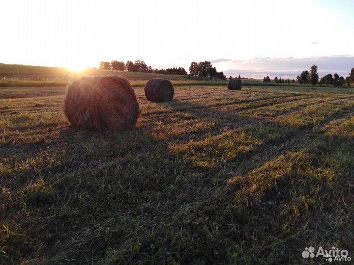 Продам сено