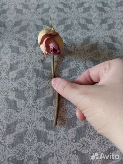 Картина из сухоцветов