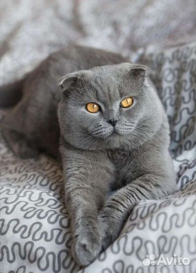 Шотландский кот вязка