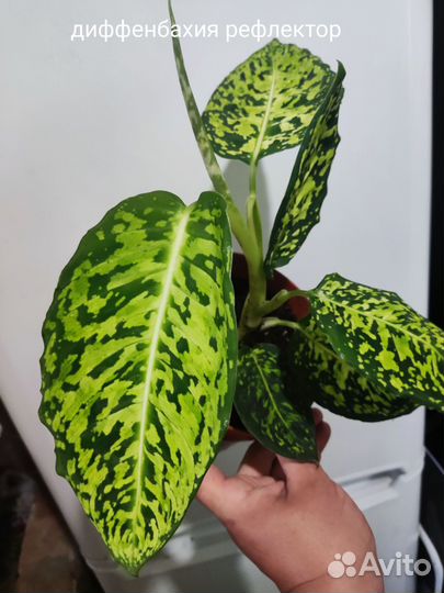 Диффенбахия рефлектор,компакта,филодендрон,аглаоне