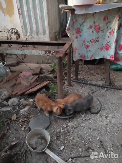 Котята отдам бесплатно
