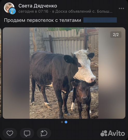 Корова с теленком