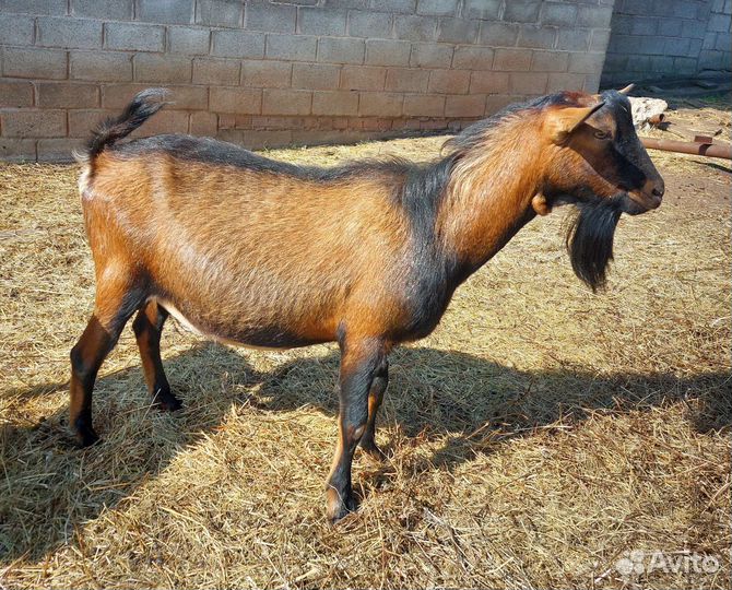 Козлы Альпийские и Нубийские