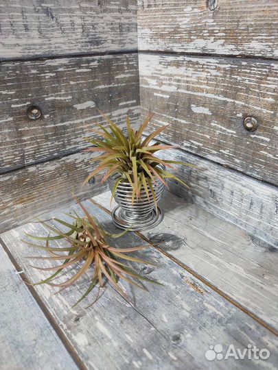 Тилландсии атмосферные