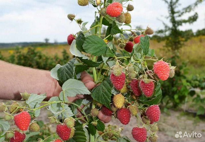 Саженцы штамбовой малины (малиновое дерево)