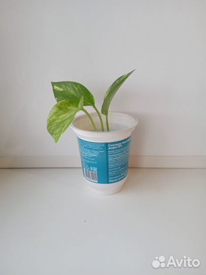 Комнатные цветы. Сансевиерия. Сциндапсус. Молочай