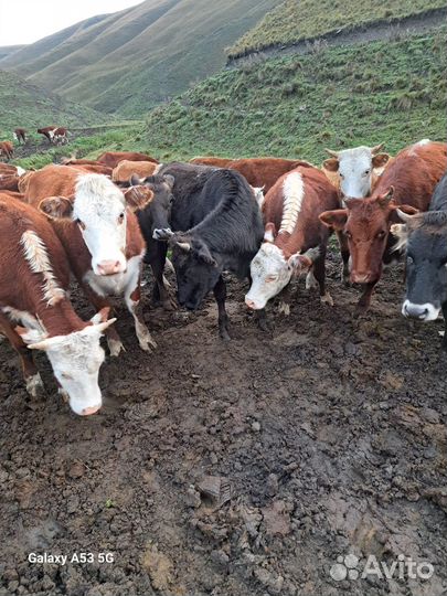 Телки стельные