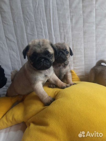Щенки мопса