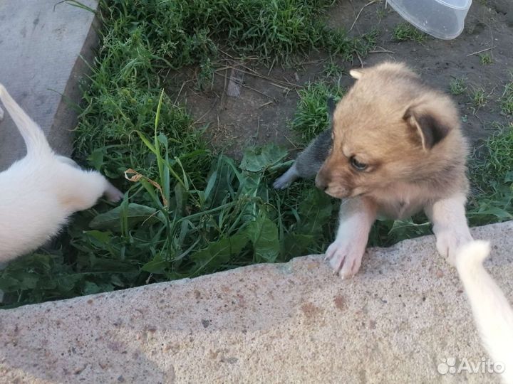 Отдам в добрые руки