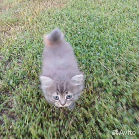 Котята сибирской кошки, котенок, кошка