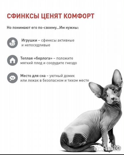 Канадский сфинкс, котята