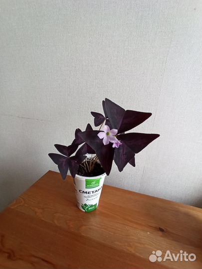 Кислица оксалис