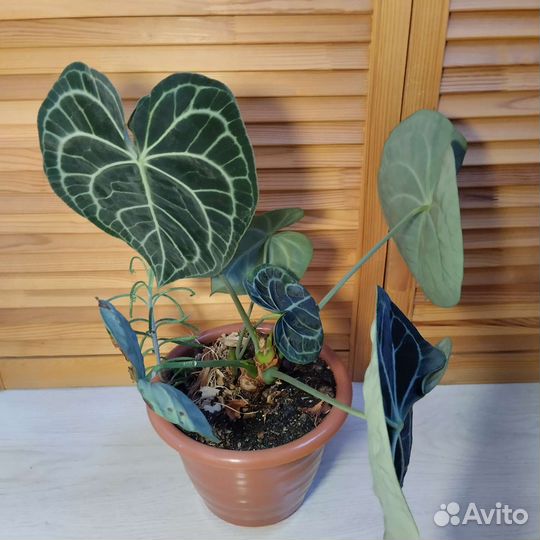 Антуриум кларинервиум