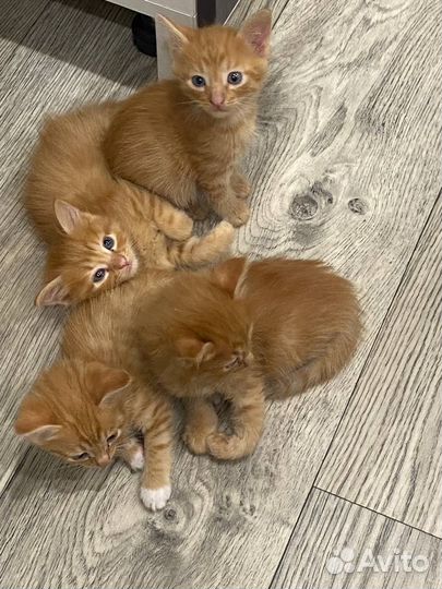 Кошки в добрые руки