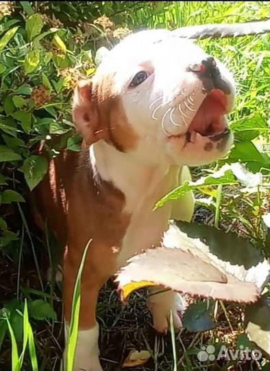 Амстафф, мальчик с документами