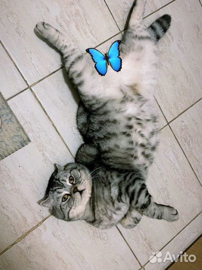 Кот на вязку