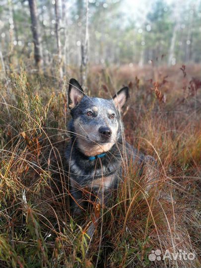Вязка Хилер Австралийская пастушья собака