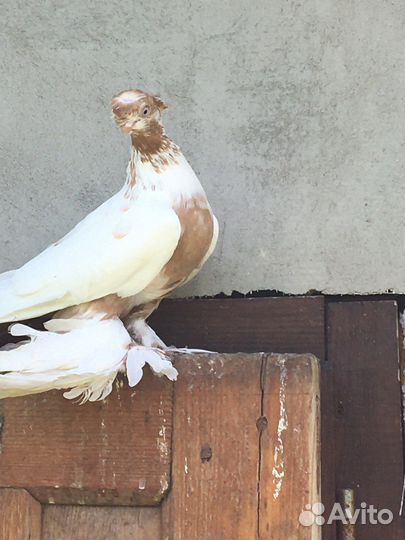 Голуби узбеки