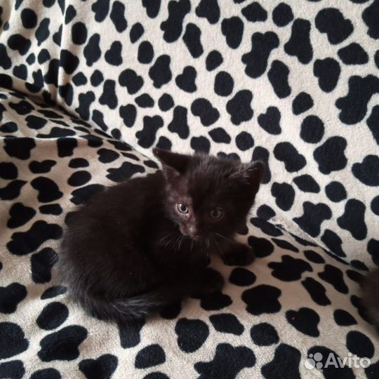 Котята отдам бесплатно