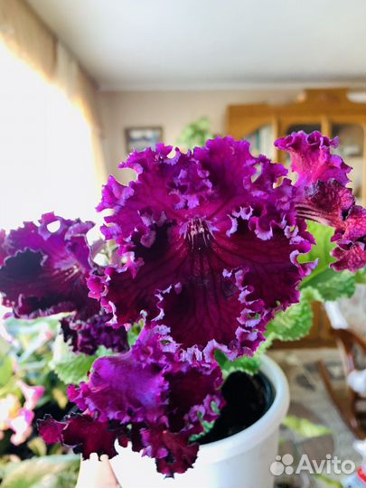 Стрептокарпус