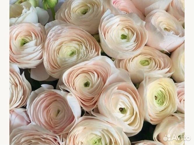 Цветы живые ранункулюсы