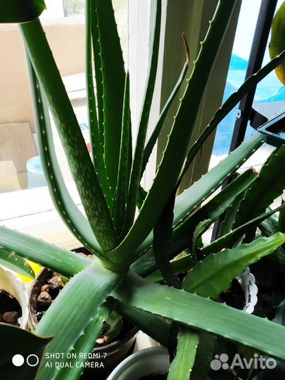 Алоэ Вера 5- летки и отводки