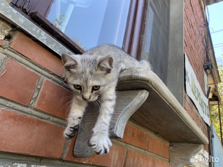 Котят в добрые руки