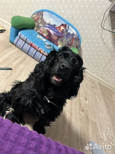 Собака в добрые руки