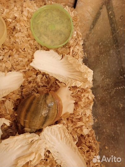 Улитки ахатины