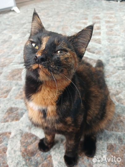 Кошечка красотка