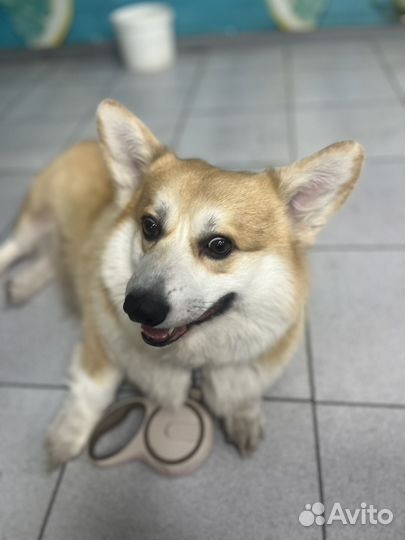 Вельш-корги кардиган вязка