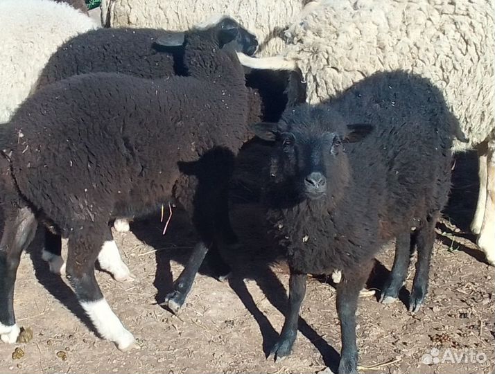 Овцы бараны