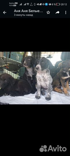 Собака щенок курцхар