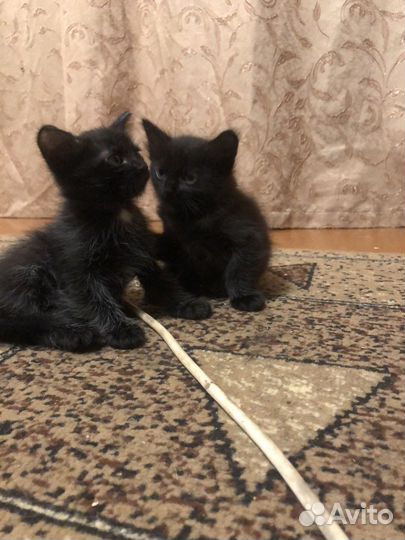 Котята бесплатно