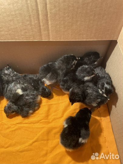 Цыплята Маран