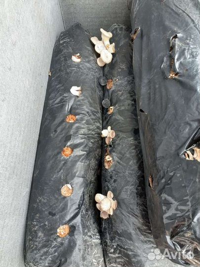 Субстратные блоки