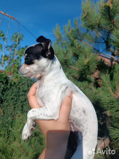 Щенки чихуахуа мини девочки