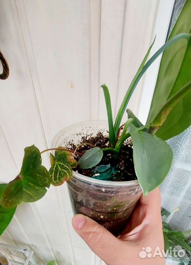 Комнатные цветы