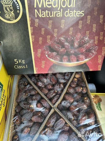 Финики суккар